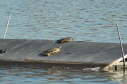 Softshell female, 2004
