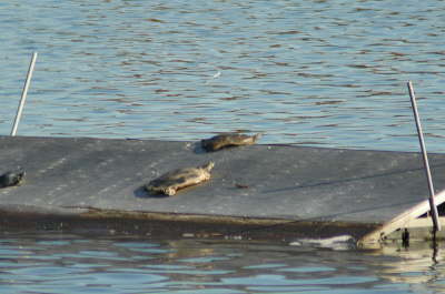 Softshell female, 2004