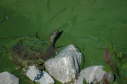 Softshell male, 2004