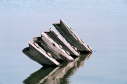 Map turtles, 2003