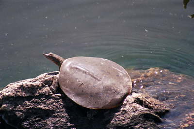 Male spiny, 2003