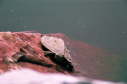 Small map, 2003