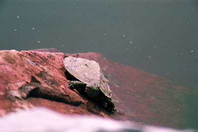 Small map, 2003