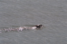 Mammals