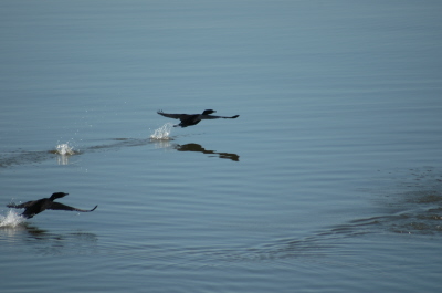 Birds