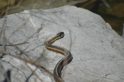Reptiles