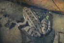 Amphibians