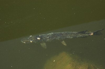 Fish