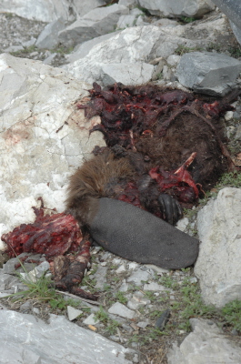 Mammals