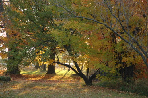 Foliage