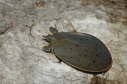 Softshell male, 2005