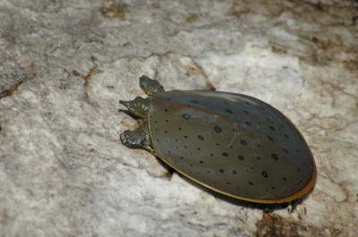 Softshell male, 2005