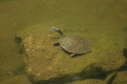 Softshell female, 2005
