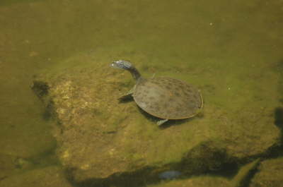 Softshell female, 2005