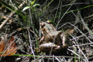 Amphibians