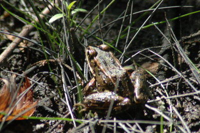 Amphibians