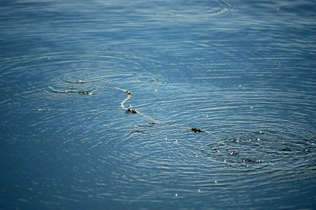 Floating Rope With Insects