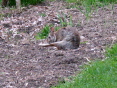 Mammals