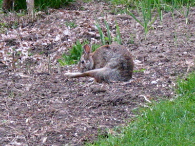 Mammals
