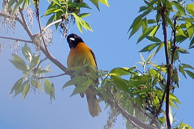 Birds