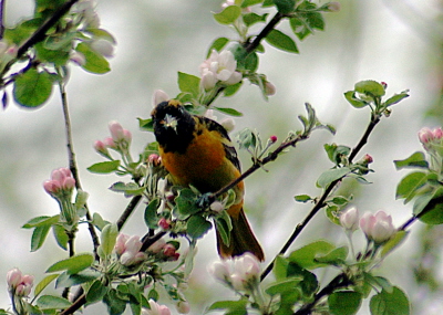 Birds