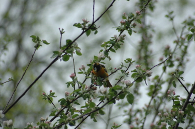 Birds