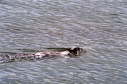 Beaver, 2003
