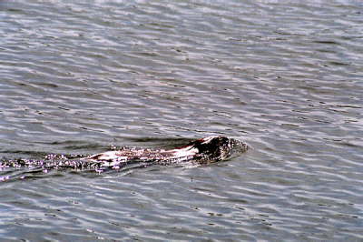 Beaver, 2003