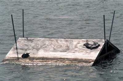 Platform, 2003