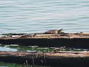Softshell females, 2003