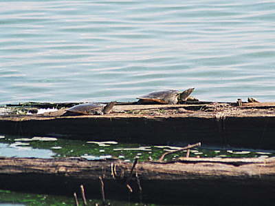 Softshell females, 2003