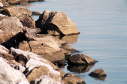 Softshell male, 2003