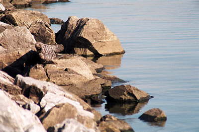 Softshell male, 2003