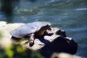 Softshell female, 2003