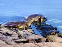 Softshells, 2003