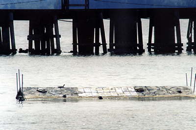 Platform, 2003