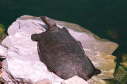 Softshell female, 2003
