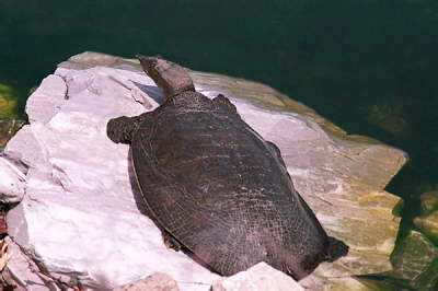 Softshell female, 2003