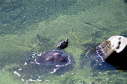 Softshell female, 2003