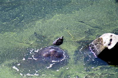 Softshell female, 2003