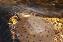 Softshell male, 2003