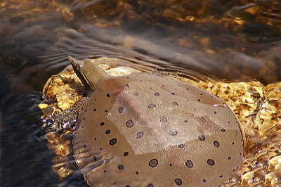 Softshell male, 2003