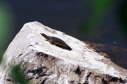 Softshell male, 2003