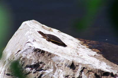 Softshell male, 2003
