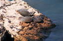 Softshells, 2003