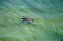Softshell, 2003