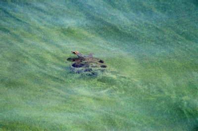 Softshell, 2003