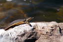 Softshell male, 2003