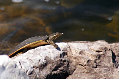 Softshell male, 2003