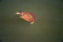 Softshell female, 2003